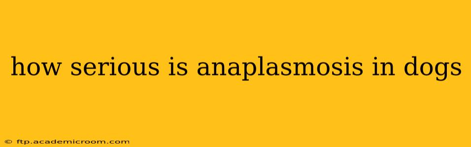 how serious is anaplasmosis in dogs