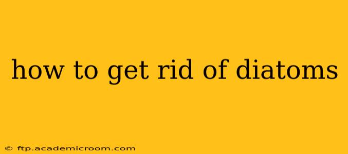 how to get rid of diatoms