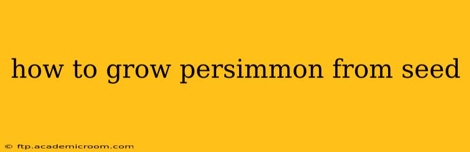 how to grow persimmon from seed