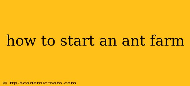 how to start an ant farm