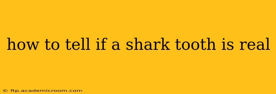 how to tell if a shark tooth is real