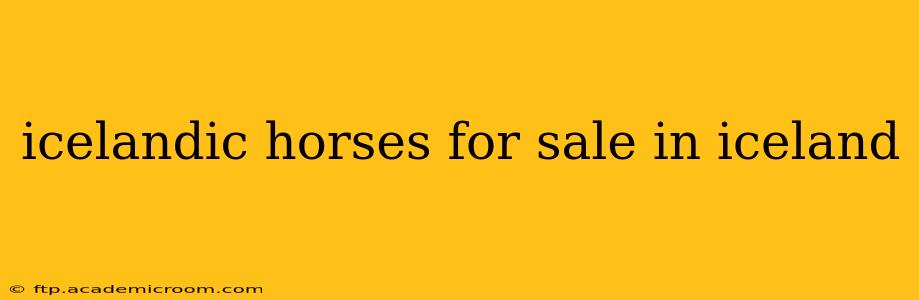 icelandic horses for sale in iceland