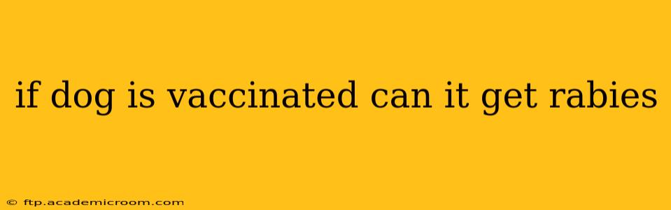 if dog is vaccinated can it get rabies