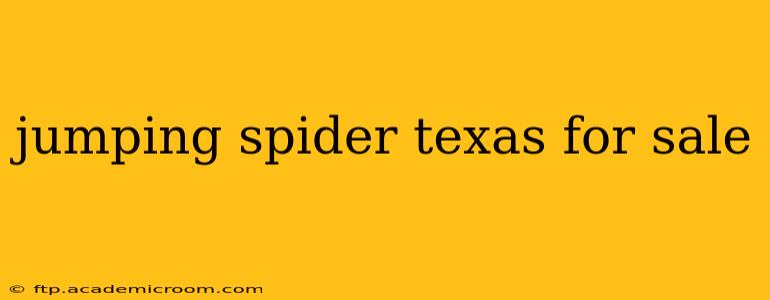 jumping spider texas for sale
