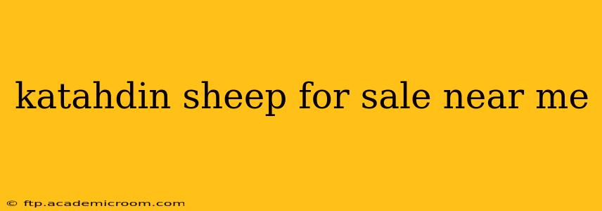 katahdin sheep for sale near me