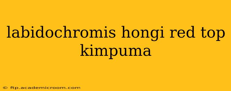 labidochromis hongi red top kimpuma