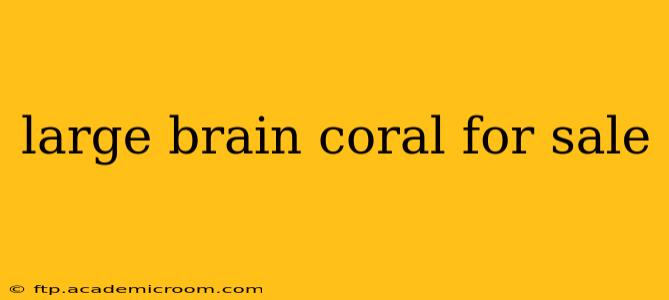 large brain coral for sale