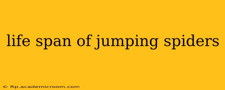 life span of jumping spiders