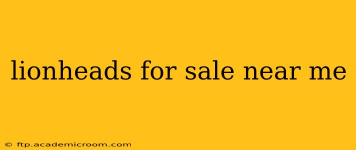 lionheads for sale near me