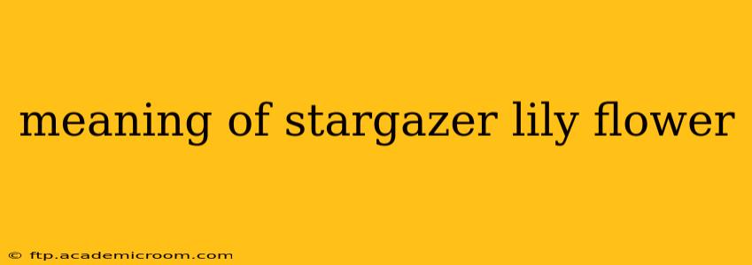 meaning of stargazer lily flower
