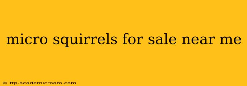 micro squirrels for sale near me