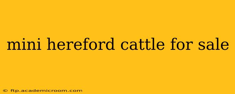 mini hereford cattle for sale