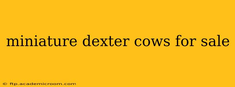 miniature dexter cows for sale