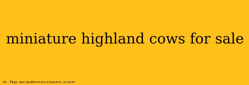 miniature highland cows for sale