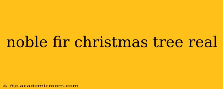 noble fir christmas tree real