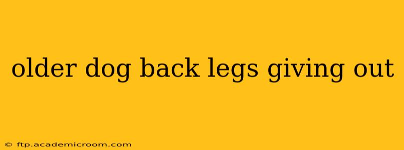 older dog back legs giving out
