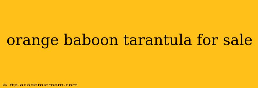 orange baboon tarantula for sale