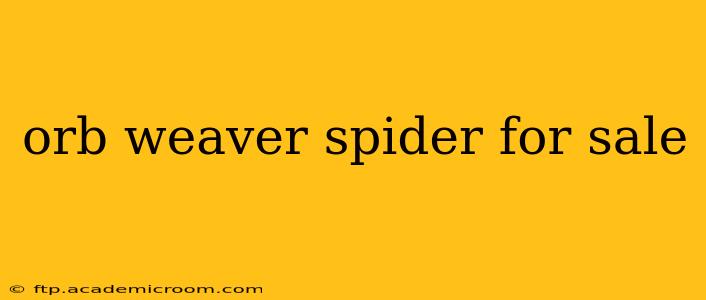 orb weaver spider for sale