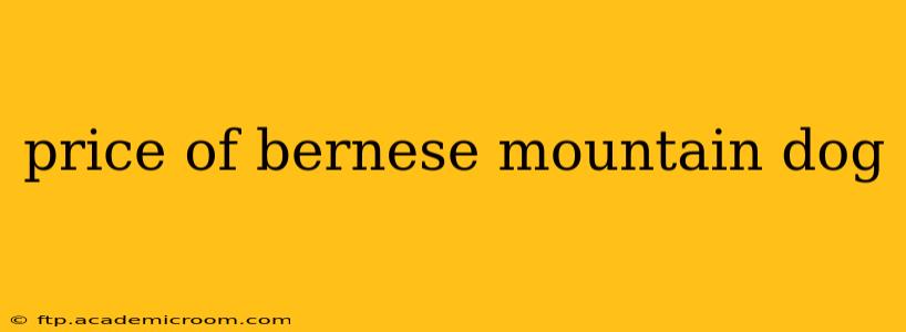 price of bernese mountain dog