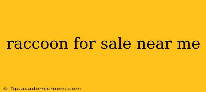 raccoon for sale near me