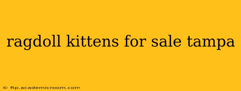 ragdoll kittens for sale tampa