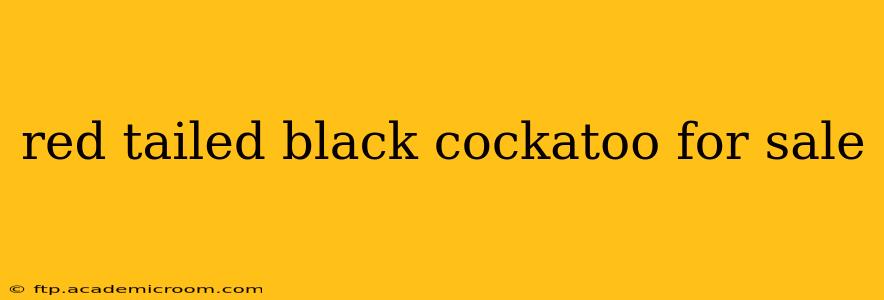 red tailed black cockatoo for sale