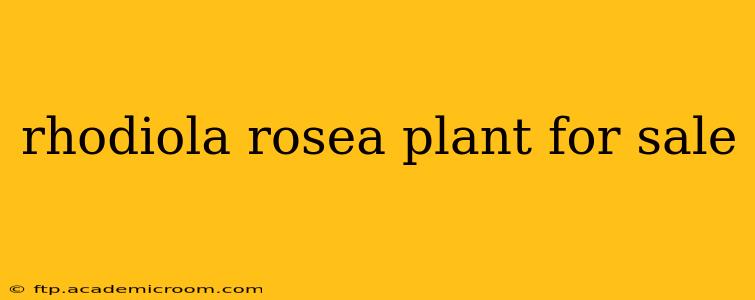 rhodiola rosea plant for sale