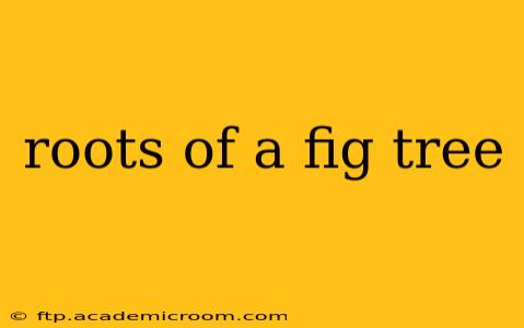 roots of a fig tree