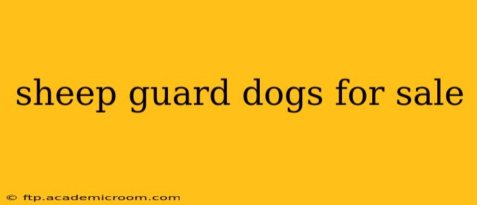 sheep guard dogs for sale