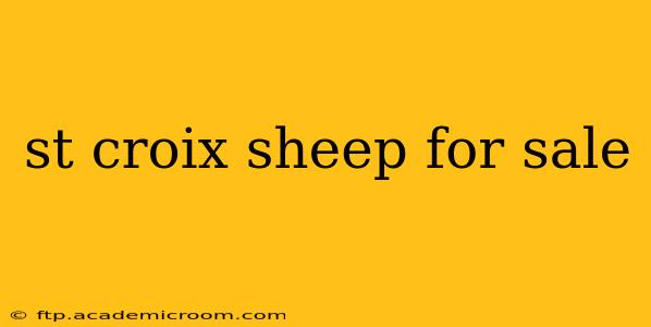 st croix sheep for sale