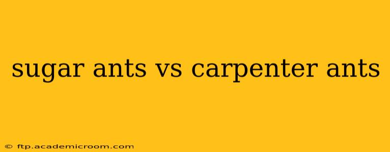sugar ants vs carpenter ants