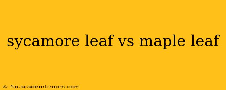 sycamore leaf vs maple leaf