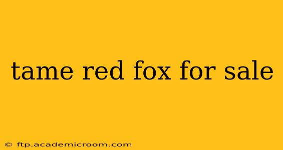 tame red fox for sale
