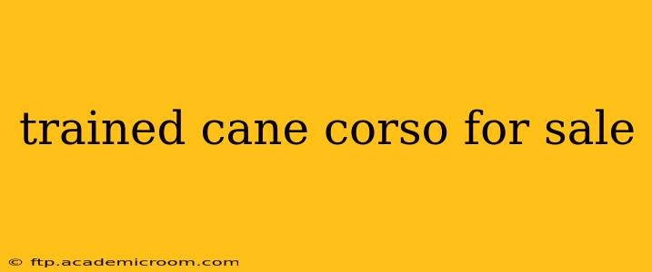 trained cane corso for sale