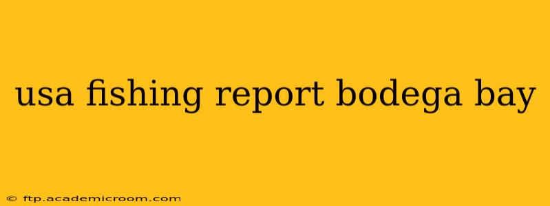 usa fishing report bodega bay