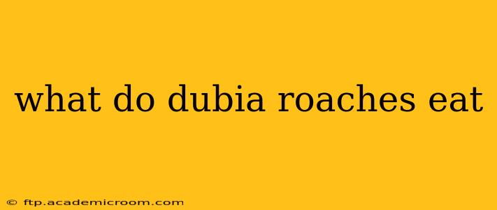 what do dubia roaches eat