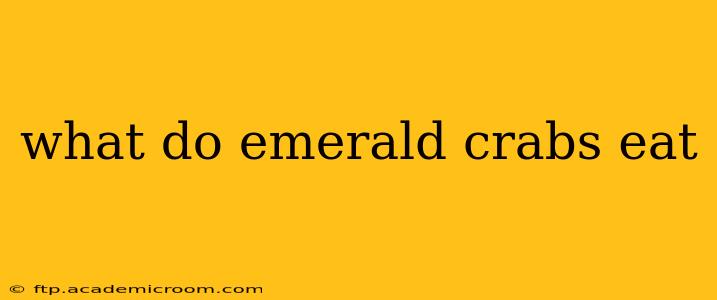 what do emerald crabs eat
