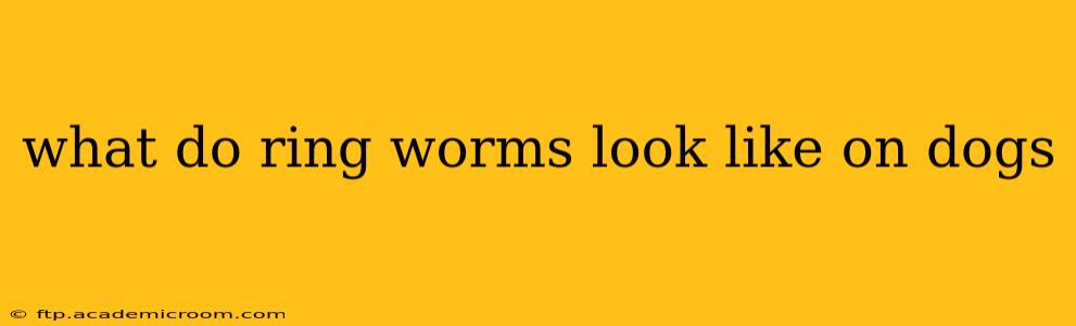 what do ring worms look like on dogs