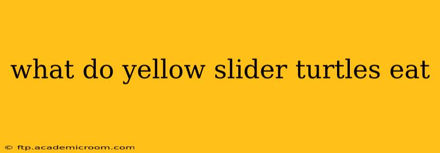 what do yellow slider turtles eat