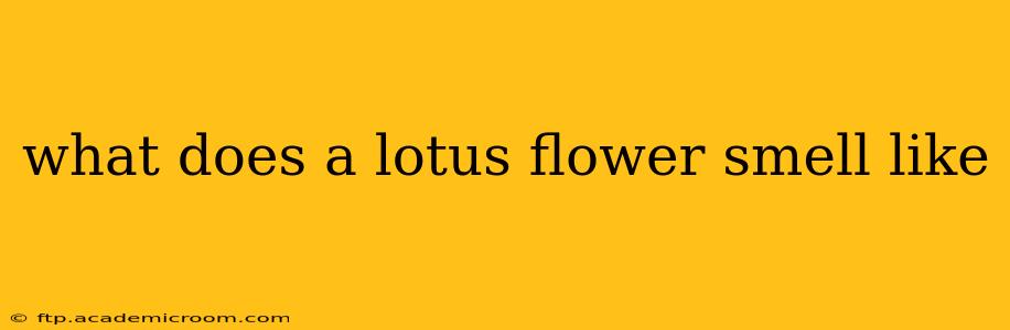 what does a lotus flower smell like