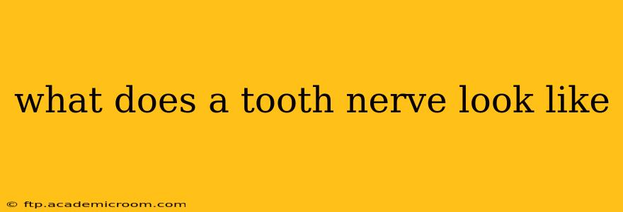 what does a tooth nerve look like