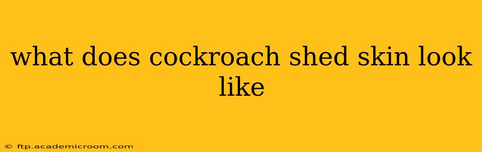 what does cockroach shed skin look like