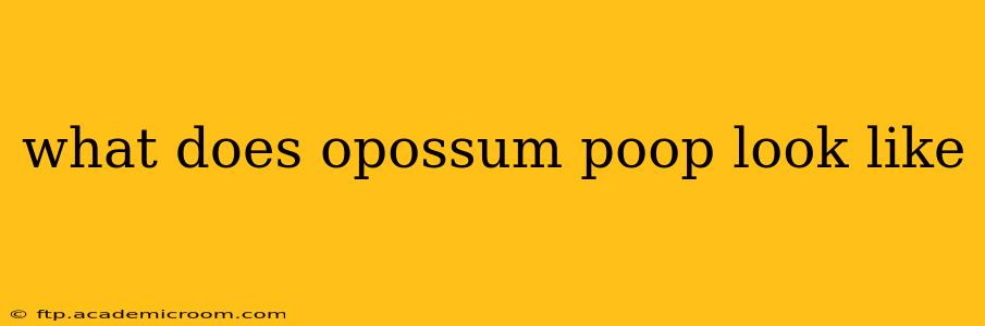 what does opossum poop look like