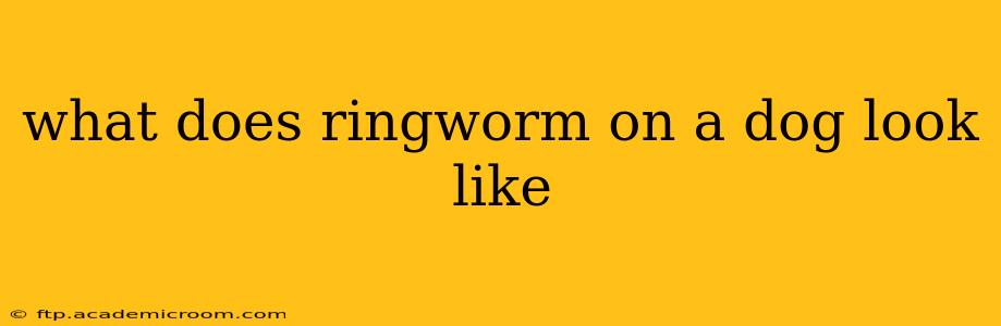 what does ringworm on a dog look like
