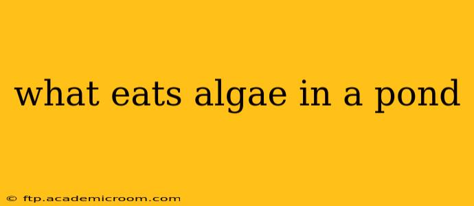 what eats algae in a pond