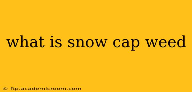what is snow cap weed