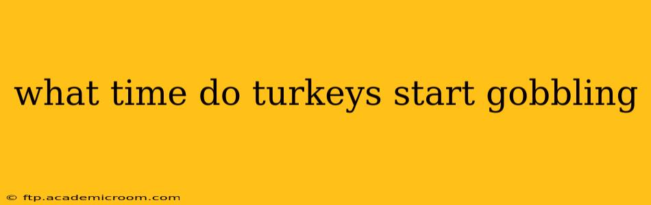 what time do turkeys start gobbling