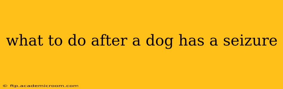 what to do after a dog has a seizure