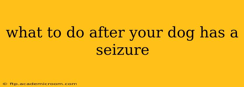 what to do after your dog has a seizure