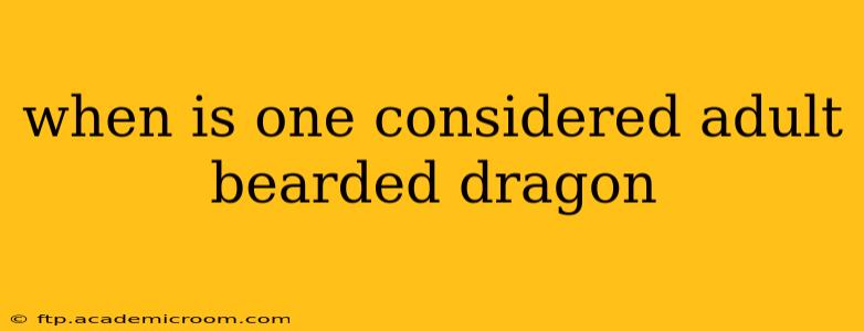 when is one considered adult bearded dragon
